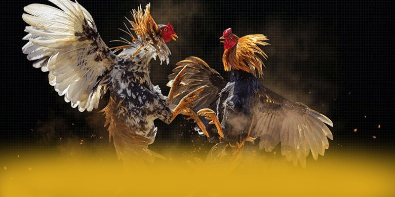 [THUONG_HIEU] - Kết luận một cách tổng quan.