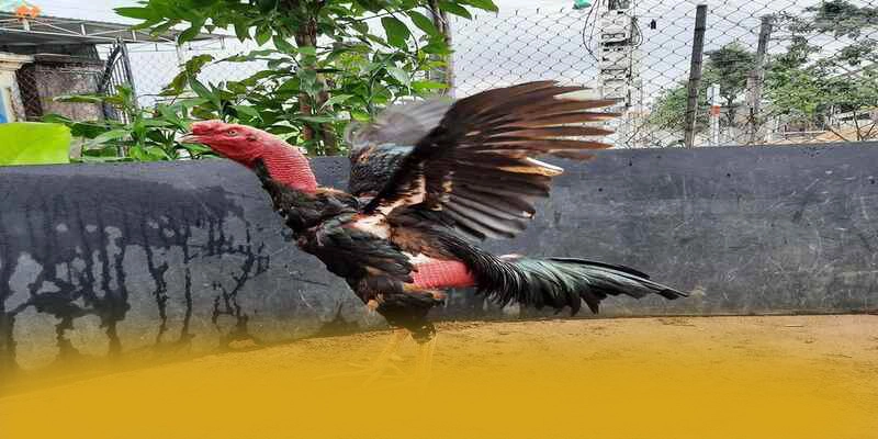 Trải nghiệm trên điện thoại di động cùng FB88